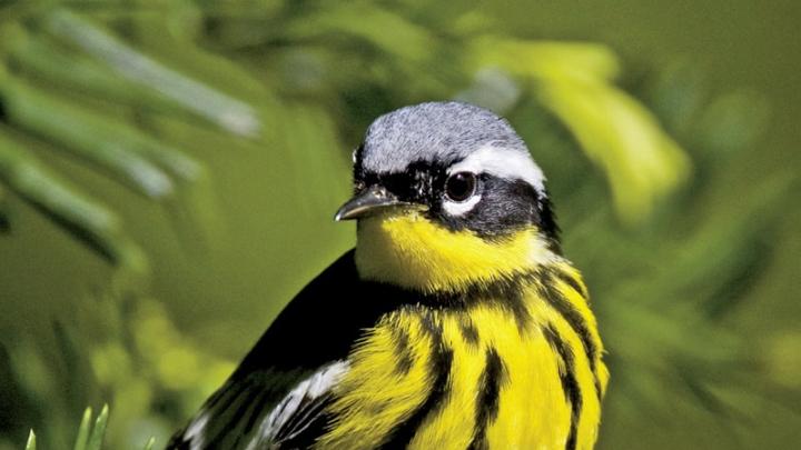 “Magnolia Warbler in Canadian Yew,” by Brooks Matthewson, Arnold Arboretum