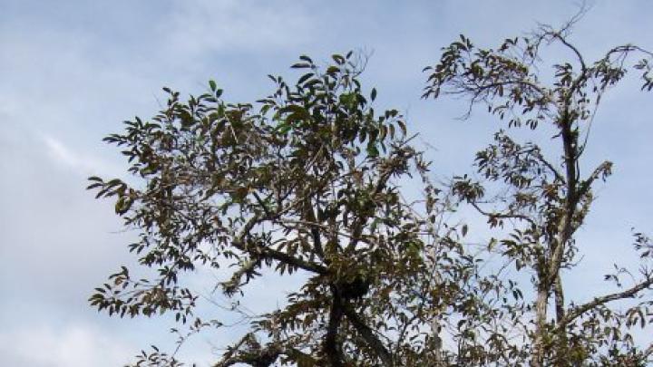 Nests built in trees growing directly in the water are safest from predators. This prime real estate, therefore, is typically commandeered by the largest groups of cooperating adult birds.