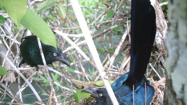 The clutch of eggs is guarded by many parents, although a single male typically covers the night shift.