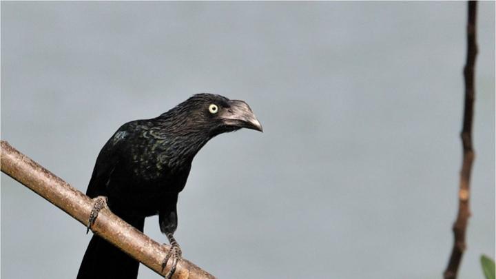 Greater Ani, which live in tropical South America, are sometimes referred to as Black Cuckoos.