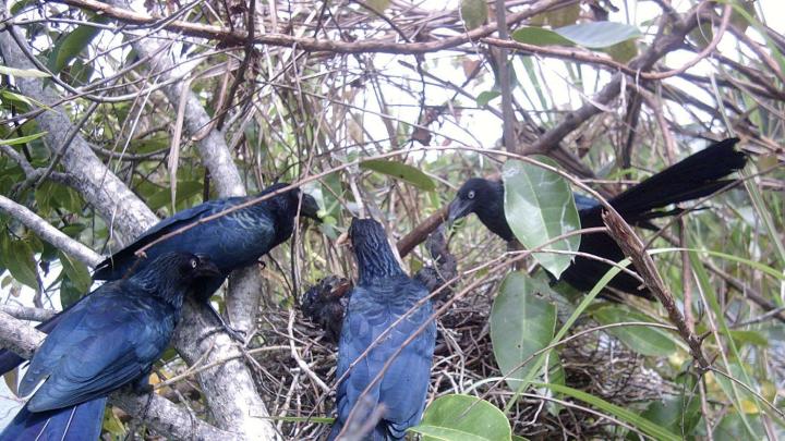 The breeding habits of tropical cuckoos, whose unrelated adults cooperate to rear young, have raised questions about the limits of kin selection in evolution. 