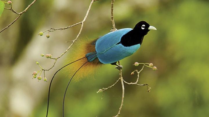 Blue Bird-of-Paradise, Tigibi, Tari area 
