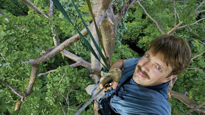 One of the 146 trees Tim Laman climbed to capture images of the rain forests&rsquo; avian dwellers. 