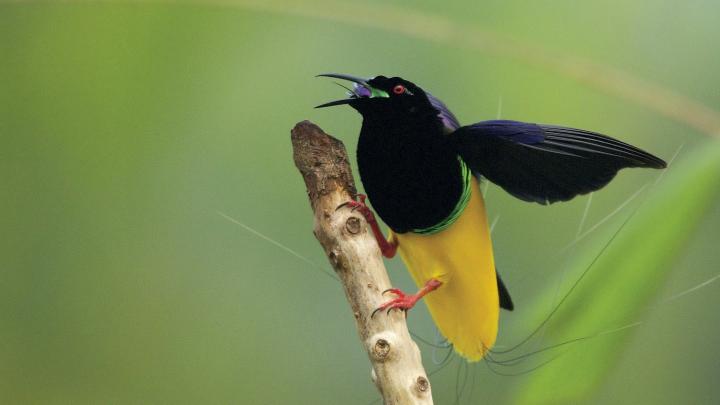 Twelve-Wired Bird-of-Paradise, Nimbokrang, Jayapura area 