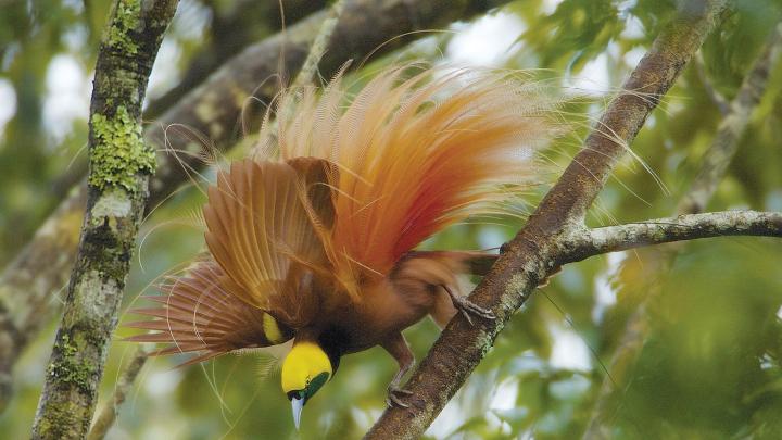 Raggiana Bird-of-Paradise, Kiburu, Mendi area 