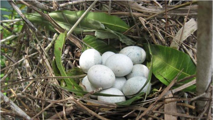 These eggs were deposited in a communal nest by unrelated mating pairs of tropical cuckoos.