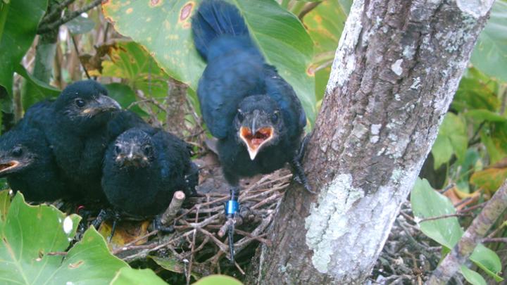 Riehl bands birds and takes DNA samples from eggshells in order to link adults to their offspring.