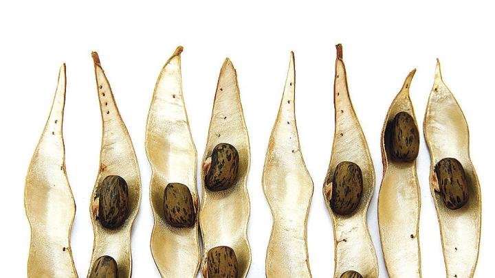 Seedpods of <i>Wisteria frutescens</i> (dispersed ballistically)