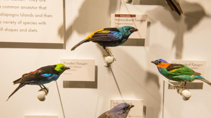 A selection of tanagers