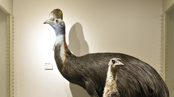 The massive Australian southern cassowary (in back) and emu dwarf a brown kiwi from New Zealand.