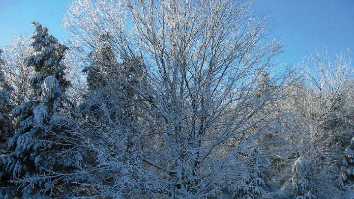 Blue sky, wintry day with snow on the ground and snow on maple tree branches