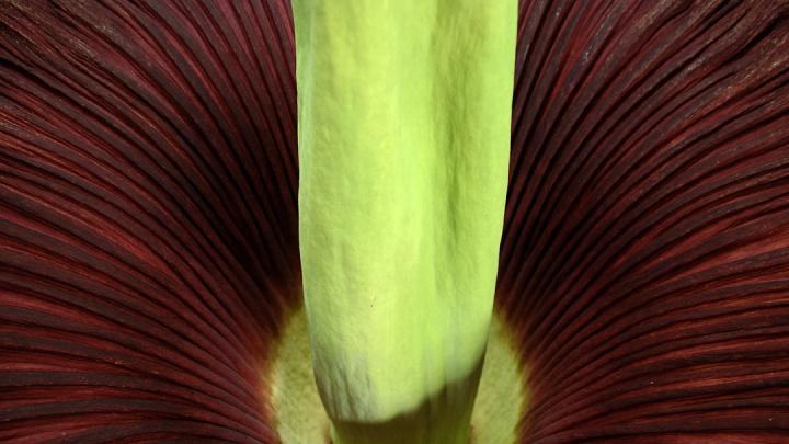 Detail of the fully open titan arum, photographed from above