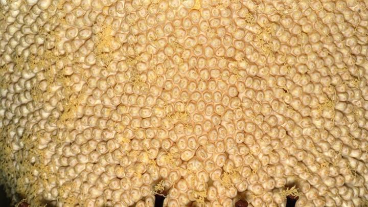 This closeup shows the titan arum's actual flowers: the female flowers are the reddish hooks in the bottom half, the male flowers are the multitudes of whitish bumps above.