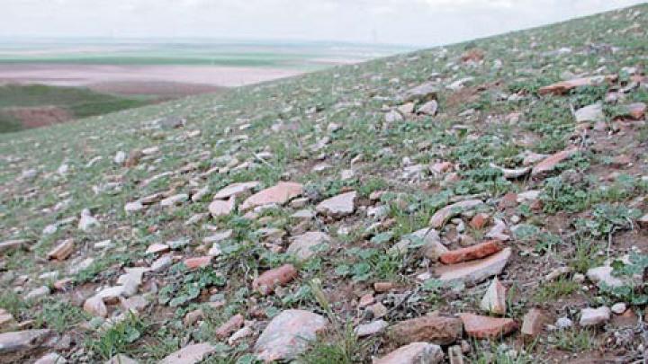 Sherds as they turn up on the ground