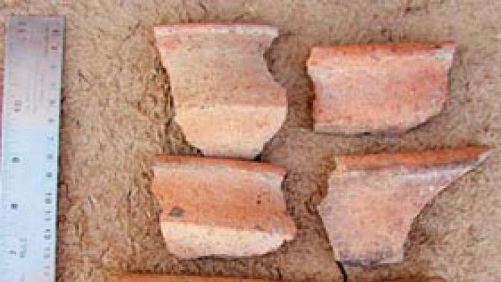 Ceramic sherds collected for study
