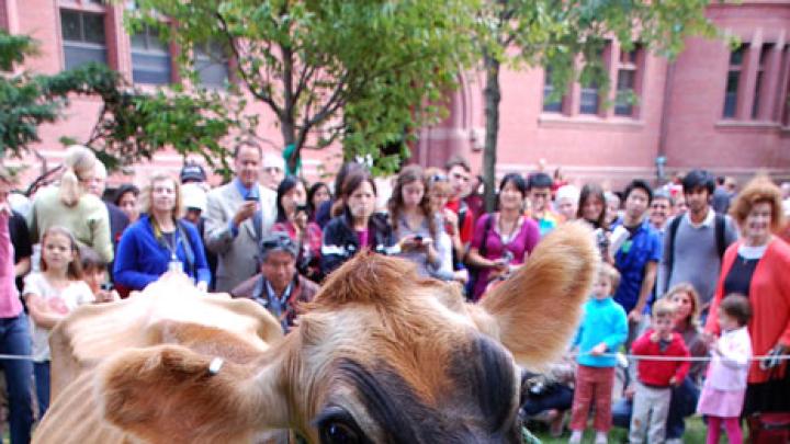 “She's NOT underfed,” said William Martin, Ph.D. ’69, Cox’s first doctoral student and one of the guest speakers, who hails from Texas, spent part of his boyhood on a dairy farm, and is now Chavanne professor of religion and public policy emeritus at Rice University. “Jerseys look like that,” he explained. “They put their fat into the milk.”