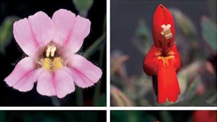 One form of the Rocky Mountain monkey flower has a long trumpet suited to pollination by hummingbirds; the other is pollinated by bumblebees. Their hybrid offspring don&rsquo;t do well in the wild, however, because they are not easily fertilized by the birds or the bees.