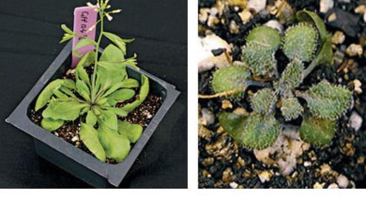 Inhibiting a &ldquo;protein chaperone&rdquo; in the cress plant, <em>Arabadopsis thaliana, </em>mimics the effect of an environmental stress, revealing the hidden variation in the plant's genome. On the left, the unmodified control plant; on the right, a mutant reveals succulent-like characteristics.