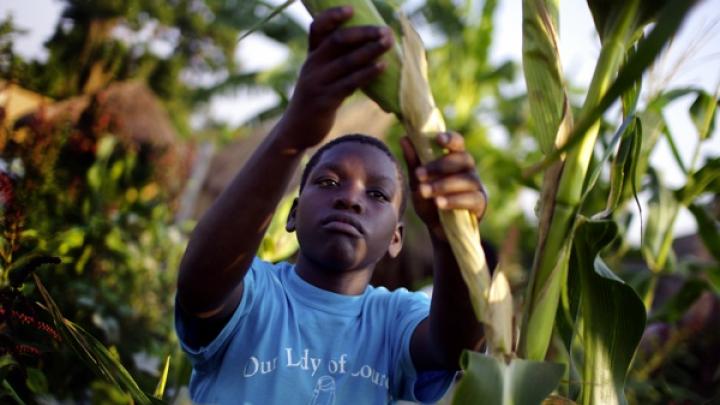 Hadija Kagoya, 14, harvests maize for the night’s dinner at New Hope. The orphanage grows food on plots of land it owns and rents, for sale and for consumption by the children.