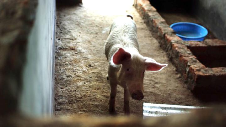 Among the income-generating projects for the orphanage: breeding pigs for sale. For Higgins, these projects provided a real-world education in getting things done in Uganda—he had to hire and oversee construction contractors, drive to Kampala in a borrowed truck to retrieve a load of purchased pigs, and find a local veterinarian to get them dewormed.