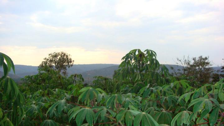 Cassava plants, a major crop grown in eastern Rwanda