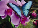 blue morph buttery on pink orchid