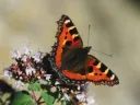 Orange, yellow and black butterfly on a flowering bush