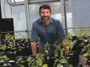 Benton Taylor with cottonwood saplings in a greenhouse at the Arnold Arboretum