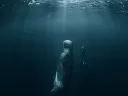 sperm whale and freediver
