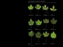 Leaf shapes of some of the various species of maples (genus Acer) on a black background
