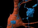 Against the background of a single neuron (orange), an axon (blue) emanating from another cell whorls itself into tangled balls.