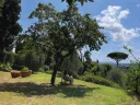 Person seated under a tree in a garden with a view of distant hills and a blue sky.