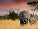 elephants