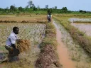 Farmer harvesting rice in a flooded paddy field, with others working and observing in the background.