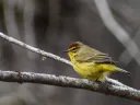 yellow palm warbler on a branch 