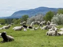 Flock of sheep grazing and resting in a field with blooming trees and Mount Everett in the background