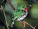 The tiny-billed tody bird