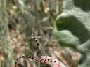 A milkweed beetle on a leaf