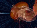 A bioengineered virtual human heart overlaid with jellyfish-like structures, symbolizing cardiac designs inspired by jellyfish motion