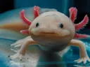 An axolotl with a pale body and pink frilly gills, looking directly at the viewer.
