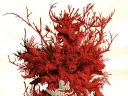 A stylized illustration of red coral branching from a gray base, resembling a fantastical entity.