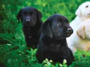 Four Labrador puppies—two black and two yellow—sitting in green grass.
