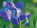Purple violet flower with vibrant petals surrounded by green foliage.