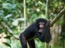 A black primate hanging lazily on a branch in a lush green forest.