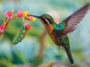 A colorful hummingbird hovering by vibrant flowers.