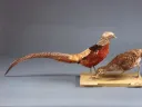 Two mounted pheasants displayed on a stand against a gray background.
