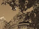 Decorative wrought iron gate framed by leafy branches, captured in sepia tones.