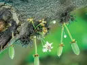 Delicate green cocoa pods and small white flowers on a tree branch, surrounded by soft greenery.