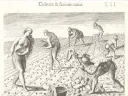 Native Americans cultivating a field