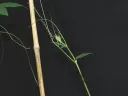 Grasping cucumber tendrils coil in two different directions. Close study led to the discovery of a new type of spring. 